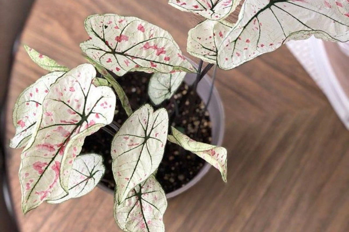 How to Propagate Caladium Marie Moir: Easy Tips for Success