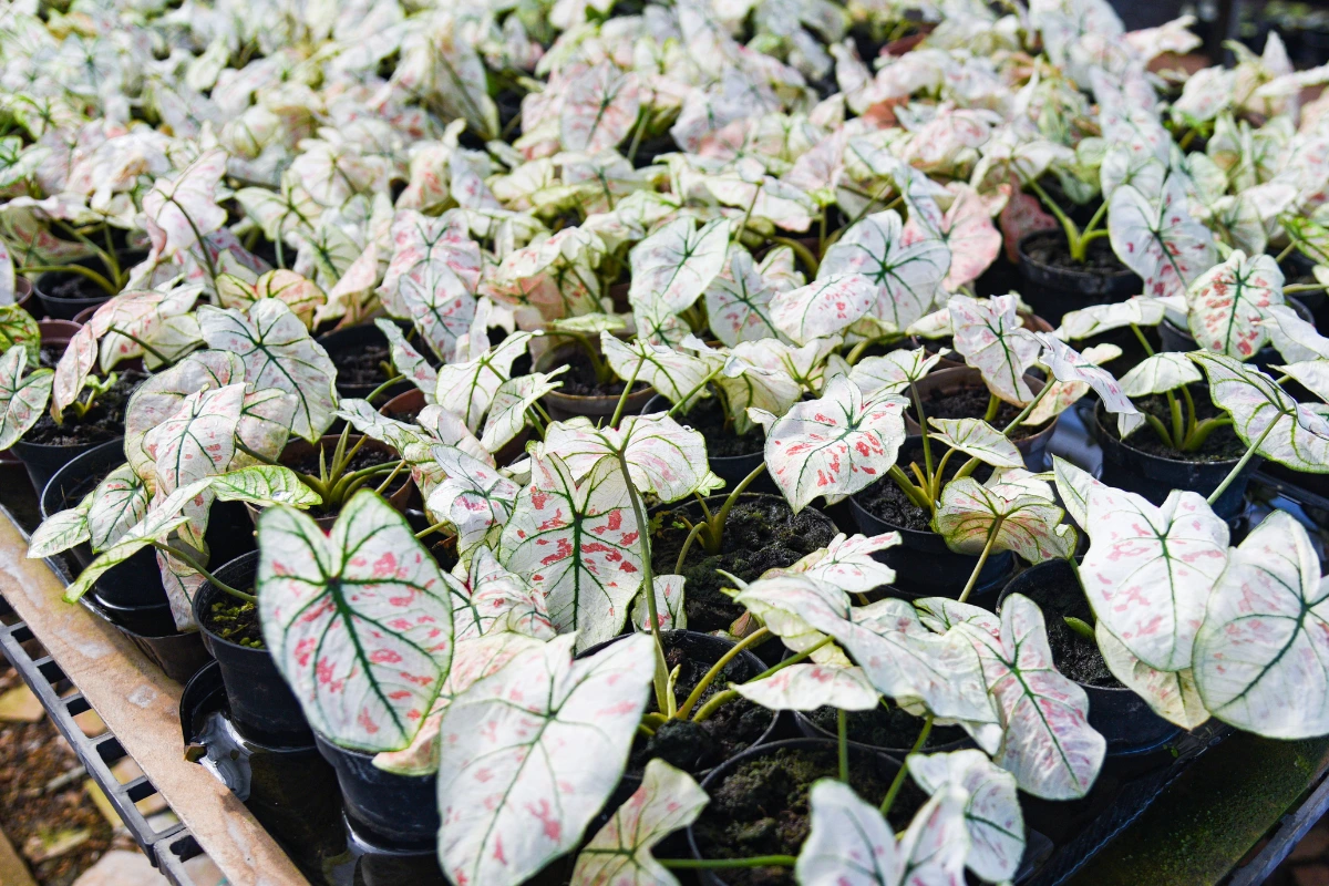 How to Grow and Care for Caladium Marie Moir Bulbs Like a Pro