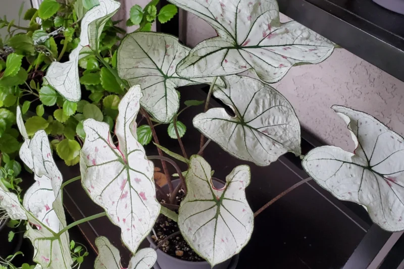 Caladium Marie Moir
