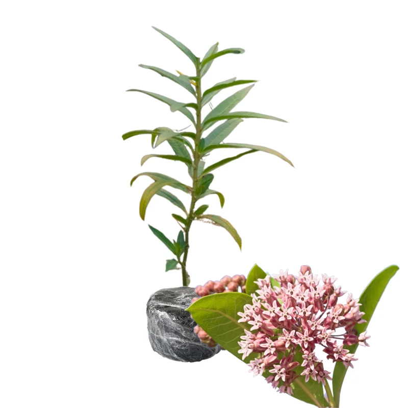 Milkweed Plant Live for Planting - Flower for Gardens Indoor Outdoor
