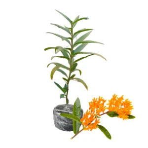 Milkweed Plant Live for Planting - Flower for Gardens Indoor Outdoor