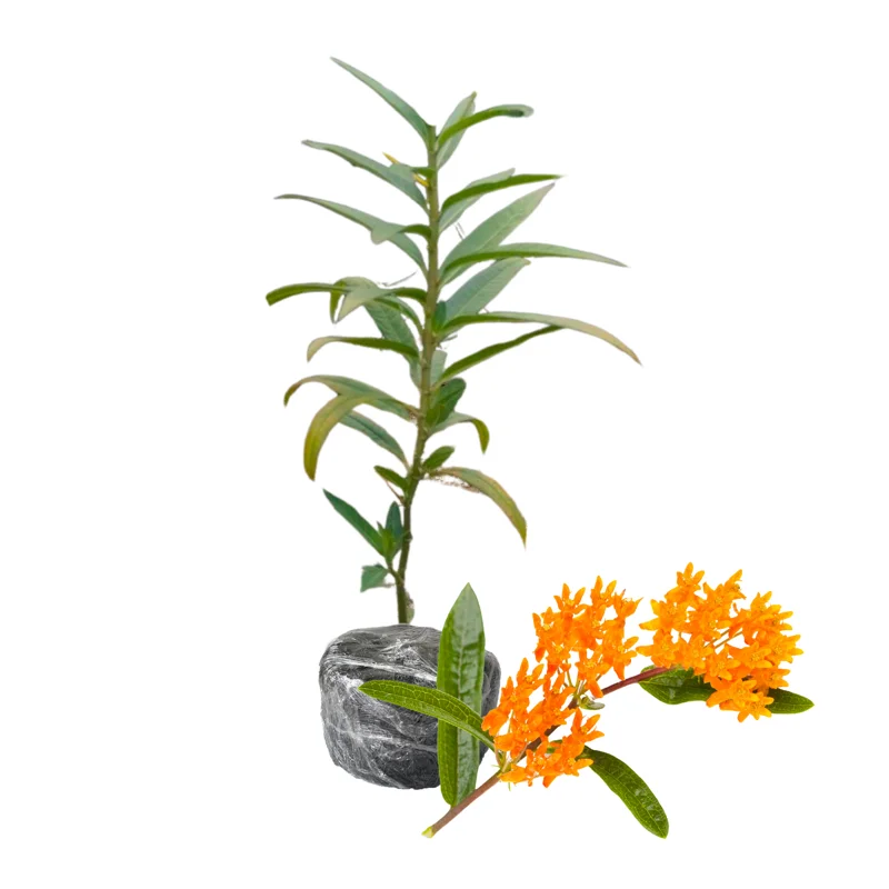 Milkweed Plant Live for Planting - Flower for Gardens Indoor Outdoor