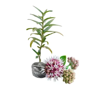 Milkweed Plant Live for Planting - Flower for Gardens Indoor Outdoor