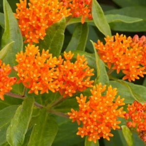 Butterfly Milkweed