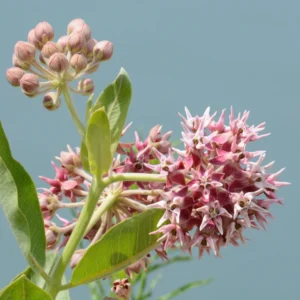 Showy Milkweed