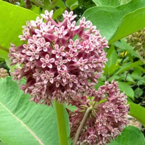 Common Milkweed