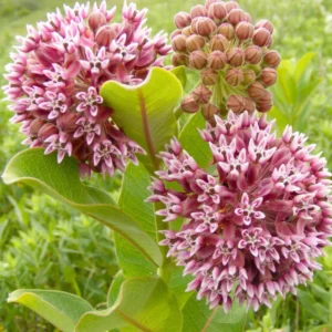Common Milkweed
