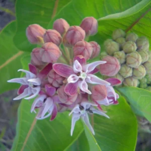 Showy Milkweed
