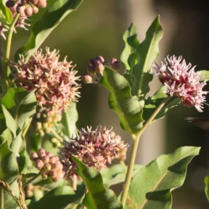 Showy Milkweed