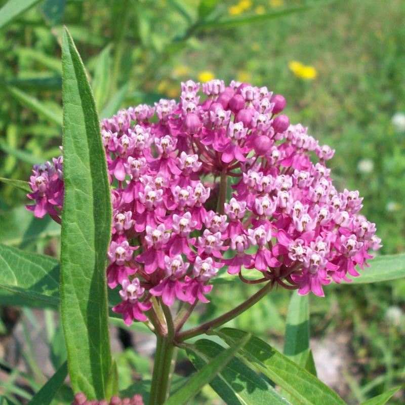 Swamp Milkweed