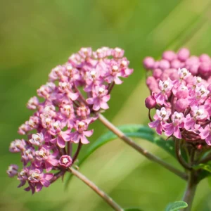 Swamp Milkweed
