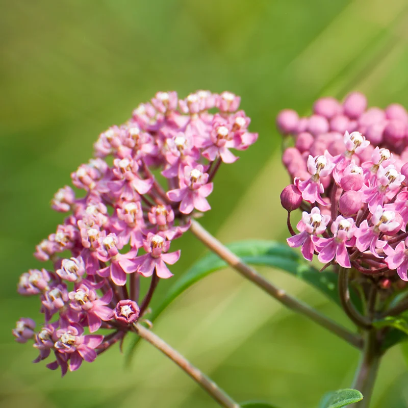 Swamp Milkweed
