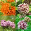 4 Milkweed Plants for Garden | Butterfly Milkweed, Showy, Swamp, Common