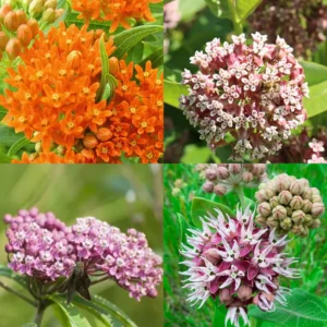 4 Milkweed Plants for Garden | Butterfly Milkweed, Showy, Swamp, Common