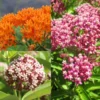 Milkweed Plants Live for Planting - 6 Varieties - Mixed Colors