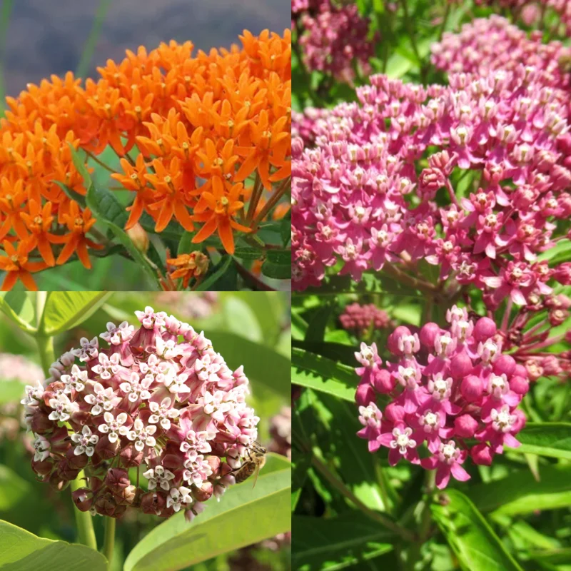 Milkweed Plants Live for Planting - 6 Varieties - Mixed Colors