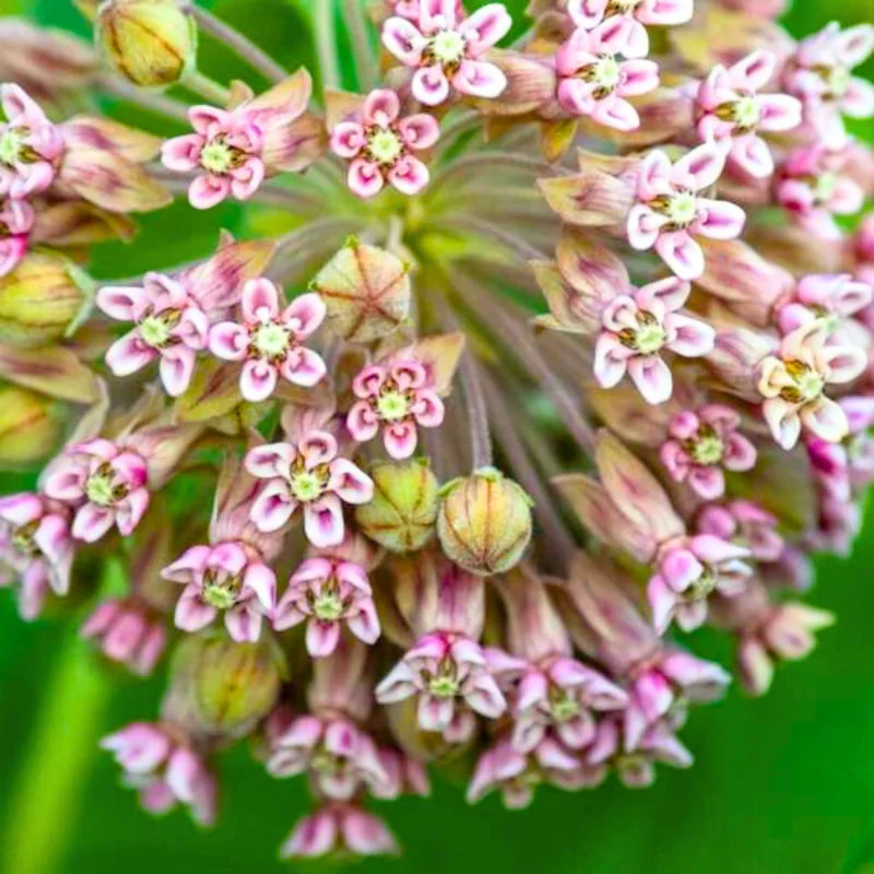 Milkweed Plants Live for Planting - 6 Varieties - Mixed Colors