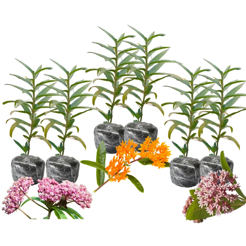 6 Milkweed Plants for Garden - Butterfly Milkweed, Swamp, Common - Live Starter Plants
