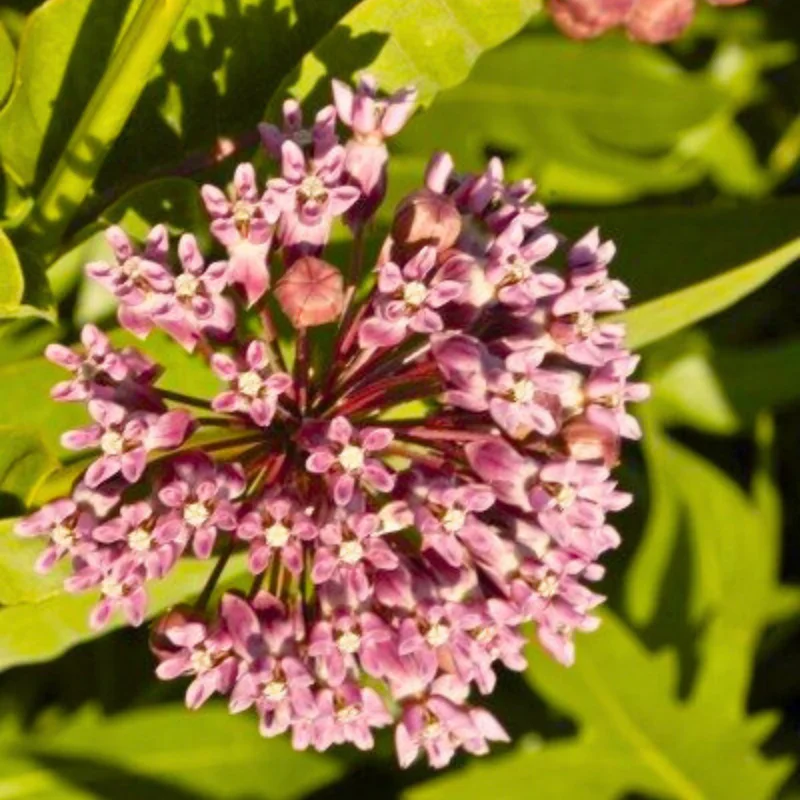 6 Milkweed Plants for Garden - Butterfly Milkweed, Swamp, Common - Live Starter Plants