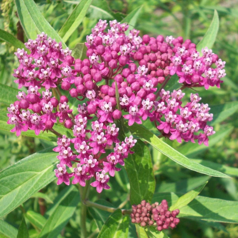 6 Milkweed Plants for Garden - Butterfly Milkweed, Swamp, Common - Live Starter Plants