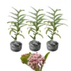 Asclepias Syriaca Milkweed Plants - Live Starter Trio for Your Garden