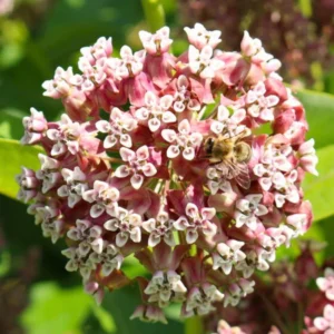 Asclepias Syriaca Milkweed Plants - Live Starter Trio for Your Garden