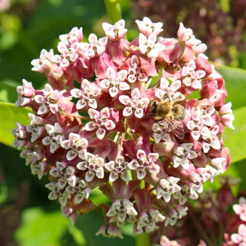 Asclepias Syriaca Milkweed Plants - Live Starter Trio for Your Garden