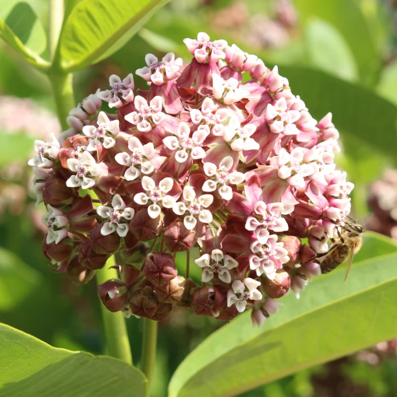 Asclepias Syriaca Milkweed Plants - Live Starter Trio for Your Garden