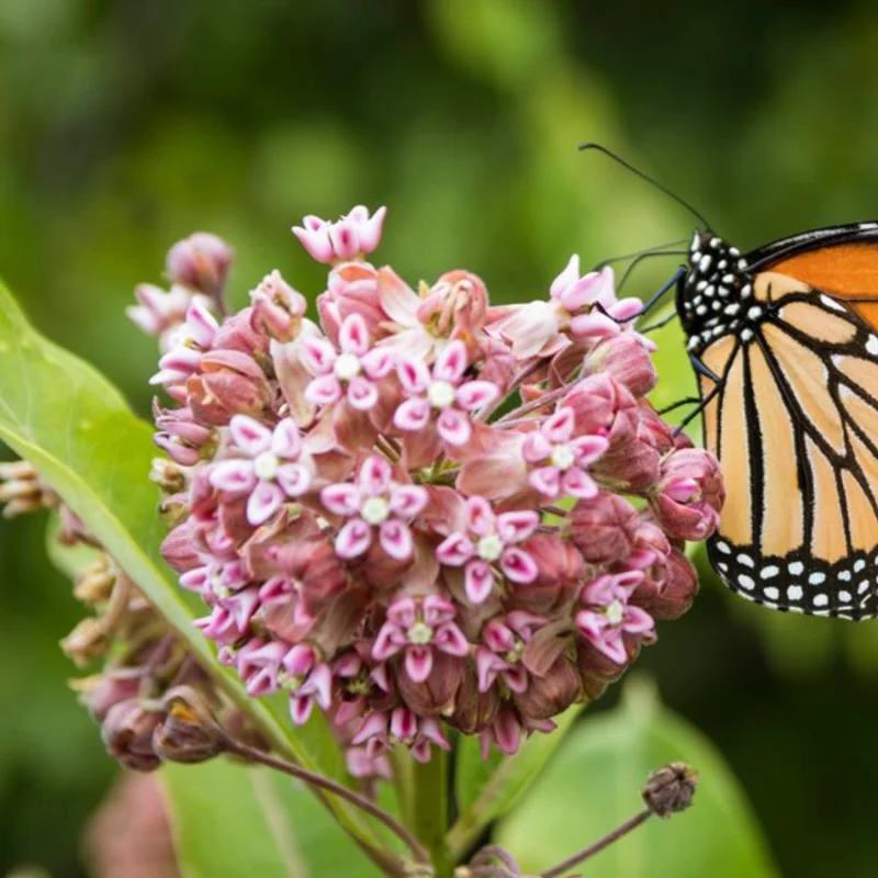 Asclepias Syriaca Milkweed Plants - Live Starter Trio for Your Garden