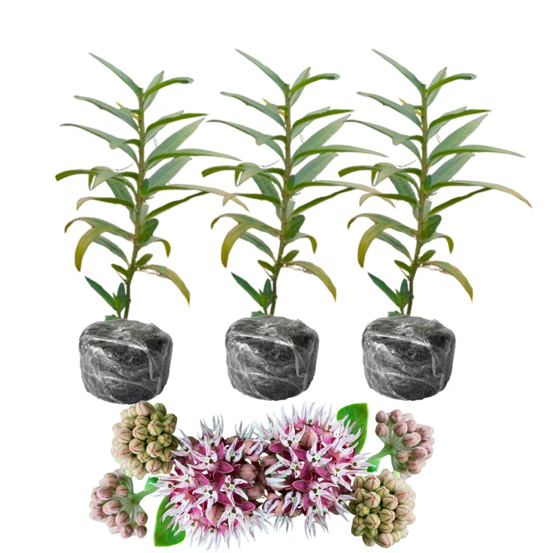 Showy Milkweed Plants - Asclepias Speciosa - Live Plants - 3 Pack - Green