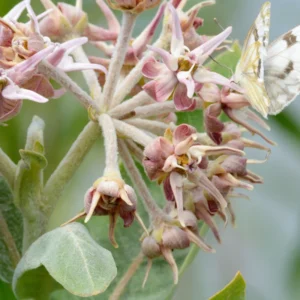 Showy Milkweed Plants - Asclepias Speciosa - Live Plants - 3 Pack - Green