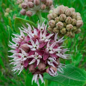Showy Milkweed Plants - Asclepias Speciosa - Live Plants - 3 Pack - Green