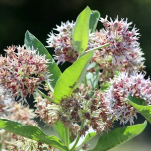 Showy Milkweed Plants - Asclepias Speciosa - Live Plants - 3 Pack - Green