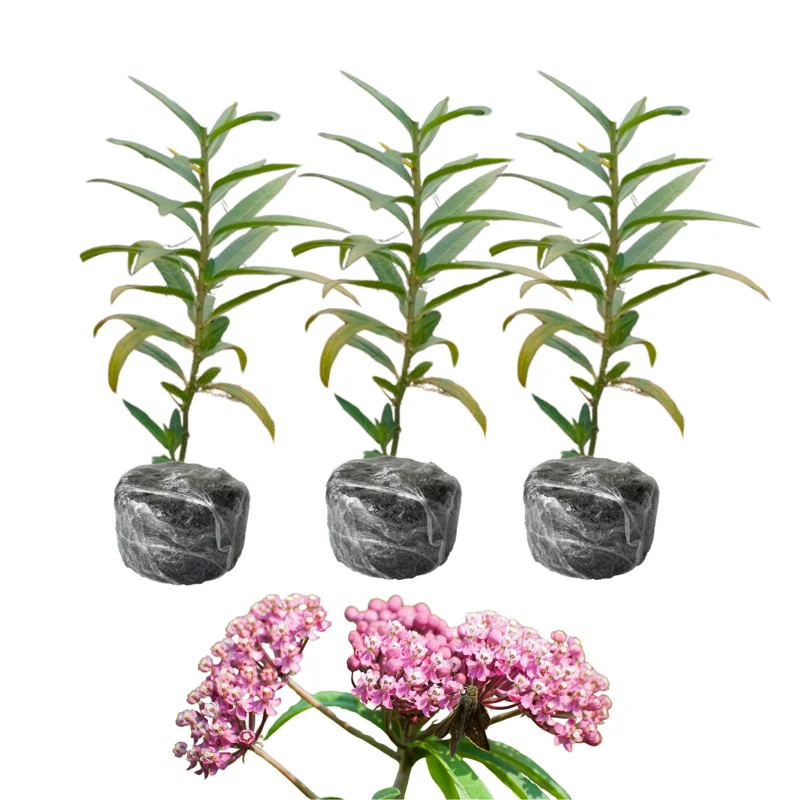 3 Live Swamp Milkweed Plants | Asclepias Incarnata | Flowering Plants