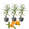 Butterfly Milkweed Plants Live for Planting - 3 Pack - Bright Orange - Asclepias Tuberosa