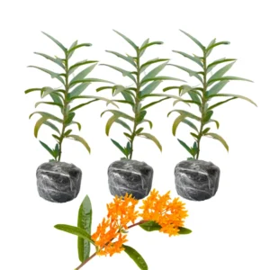 Butterfly Milkweed Plants Live for Planting - 3 Pack - Bright Orange - Asclepias Tuberosa