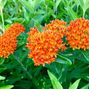 Butterfly Milkweed Plants Live for Planting - 3 Pack - Bright Orange - Asclepias Tuberosa