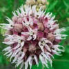 Showy Milkweed Plants - Asclepias Speciosa - 2 Live Plants - Garden Flower