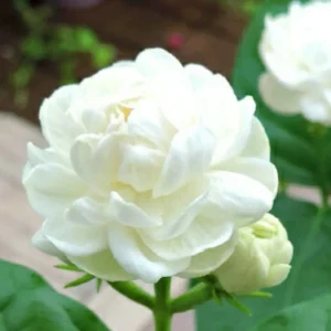 2 Grand Duke Jasmine Plants Live - Indoor Outdoor Fragrant Vines 5-9 Inches