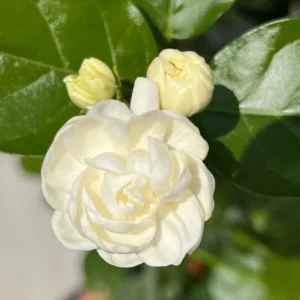 2 Grand Duke Jasmine Plants Live - Indoor Outdoor Fragrant Vines 5-9 Inches