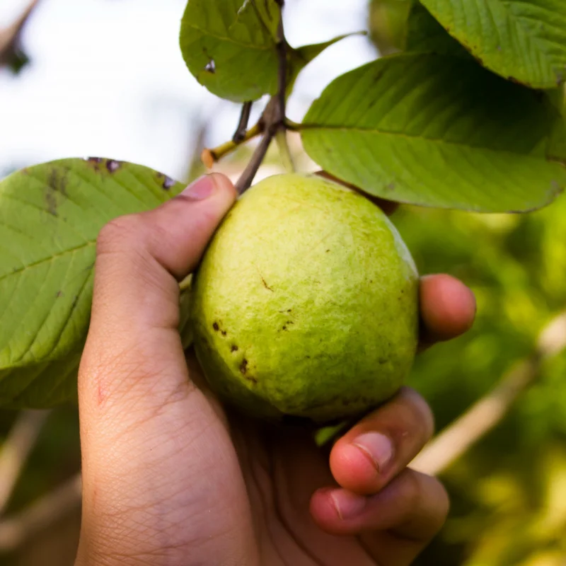 Pink Guava Trees Live Plant Set - 2 Guava Plants 5-9 Inches Tall