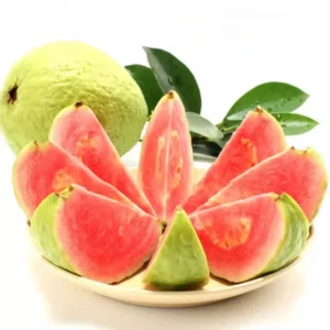 Pink Guava Trees Live Plant Set - 2 Guava Plants 5-9 Inches Tall