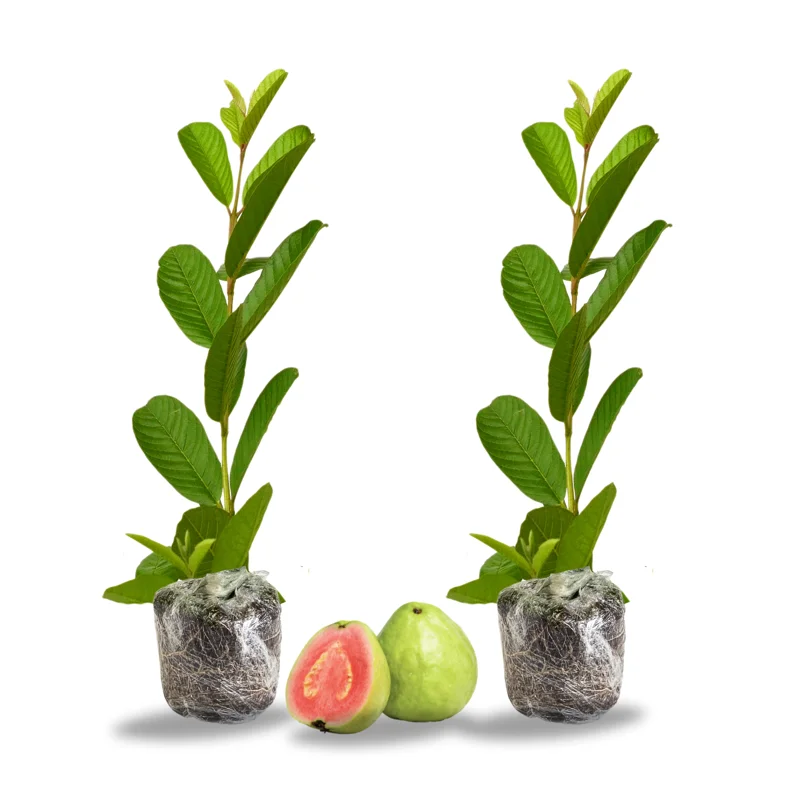 Pink Guava Trees Live Plant Set - 2 Guava Plants 5-9 Inches Tall