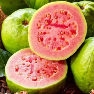 Pink Guava Trees Live Plant Set - 2 Guava Plants 5-9 Inches Tall