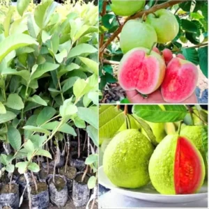 Pink Guava Trees Live Plant Set - 2 Guava Plants 5-9 Inches Tall