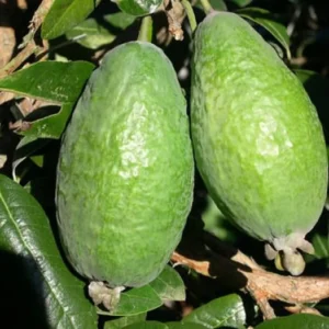 Pineapple Guava Tree Live Plant Tropical Fruit Tree 5-9 Inches