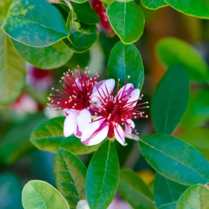 Pineapple Guava Tree Live Plant Tropical Fruit Tree 5-9 Inches