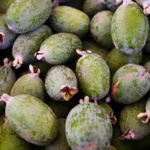 Pineapple Guava Tree Live Plant Tropical Fruit Tree 5-9 Inches