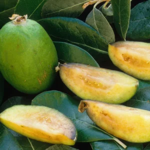 Pineapple Guava Tree Live Plant Tropical Fruit Tree 5-9 Inches