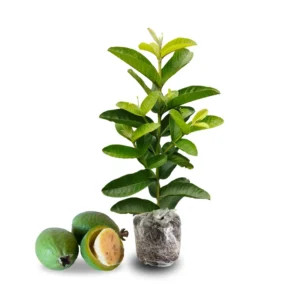 Pineapple Guava Trees Live Plants 5-9 Inches Tall Tropical Fruit